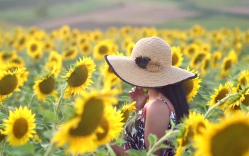 Stock Video A Young Woman Walking In A Sunflower Field For PC