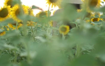 Stock Video A Woman Standing In A Sunflower Field For PC