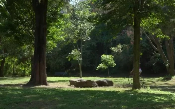 Stock Video A Woman Riding Her Bicycle At A Green Park For PC