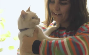 Stock Video A Woman Petting And Talking With Her Cat For PC
