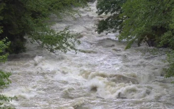 Stock Video A Wild River Between The Trees For PC