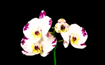 Stock Video A White Orchid Flower Opens On The Branch For PC