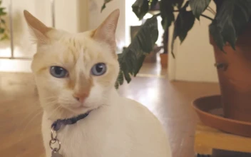 Stock Video A White Cat Sits In Front Of A White Wall For PC
