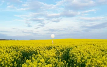 Stock Video A White Balloon In A Yellow Flower Field For PC