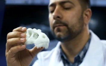 Stock Video A Scientist Studying A Dinosaurs Skull For PC