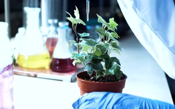 Stock Video A Scientist Dropping A Substance On A Plant For PC