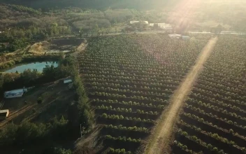 Stock Video A Road Between A Big Green Agriculture Field For PC