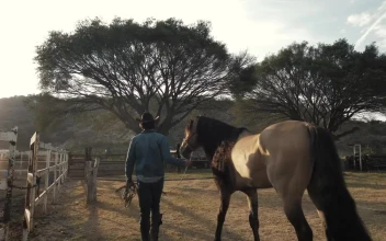 Stock Video A Rancher And Horse At A Ranch For PC