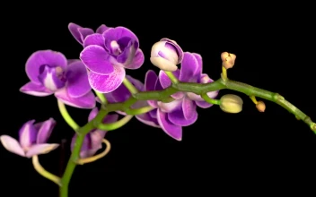 Stock Video A Purple Orchid Flower Opens On The Branch For PC