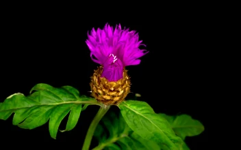 Stock Video A Purple Flower Opens And Closes On A Branch For PC