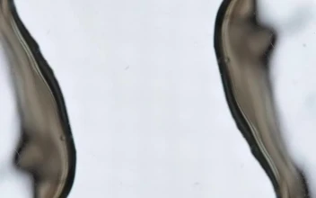 Stock Video A Puddle Of Water Flowing Slowly For PC