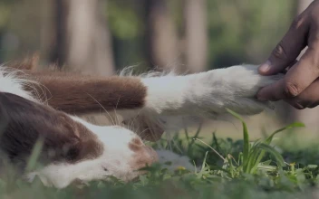 Stock Video A Persons Hand Caressing A Dog For PC