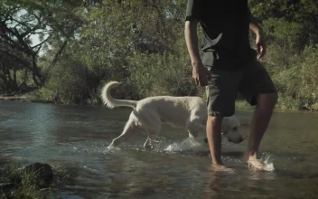 Stock Video A Man Walks With His Dog In A Creek On For PC