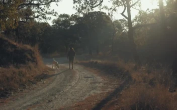 Stock Video A Man Walking His Dog At A Forestin The Morning For PC