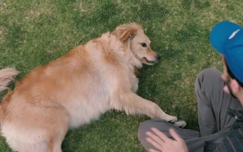 Stock Video A Man Petting A Dog In The Grass For PC