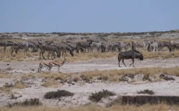 Stock Video A Herd Of Zebras On A Hot Day At Savanna For PC