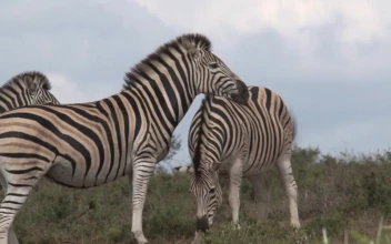 Stock Video A Herd Of Zebras Grazing In The Savanna For PC