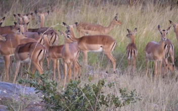 Stock Video A Herd Of Impala Deer Running Away For PC