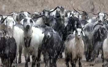 Stock Video A Herd Of Goats Under A Snowstorm For PC