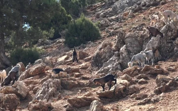 Stock Video A Herd Of Goats In The Rocky Mountain For PC