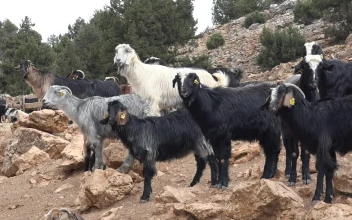 Stock Video A Herd Of Goats Eating On A Rocky Mountain For PC