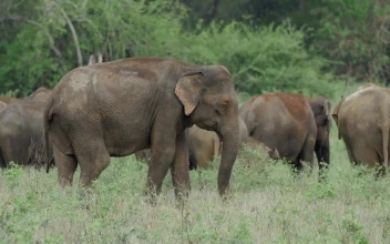 Stock Video A Herd Of Elephants In A Green Valley For PC