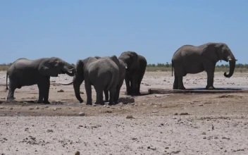 Stock Video A Herd Of Elephants Around A Tiny Water Hole For PC