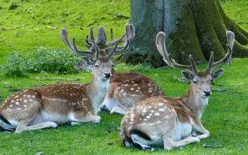 Stock Video A Herd Of Deers Laying In The Grass Under A For PC