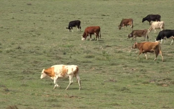 Stock Video A Herd Of Cows Grazing In The Grassland For PC