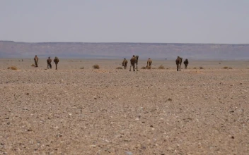 Stock Video A Herd Of Camels Walking In The Desert For PC