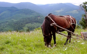Stock Video A Harnessed Horse Grazing In The Meadow For PC