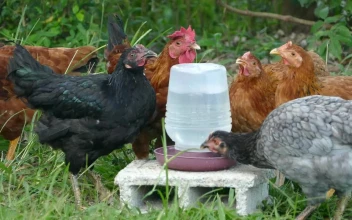 Stock Video A Group Of Chickens Drinking Water At The Farm For PC