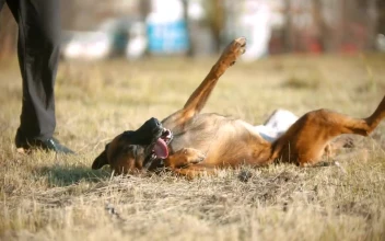 Stock Video A German Shepherd Dog Rolling Over For PC
