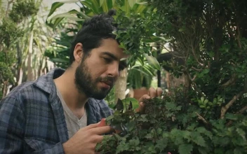 Stock Video A Gardener Cutting Leaves For PC