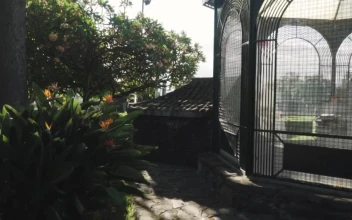 Stock Video A Garden Full Of Plants And Flowers For PC
