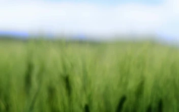 Stock Video A Field Of Wheat Crops For PC
