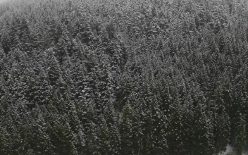 Stock Video Bushy Pinar During Winter For PC