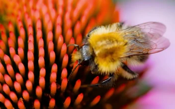Stock Video Bumblebee Walking On Flower Closeup For PC