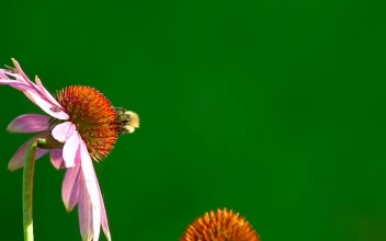 Stock Video Bumblebee Standing Over A Pink Flower For PC