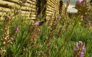 Stock Video Bumblebee On A Wild Flower For PC