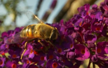 Stock Video Bumblebee On A Purple Flower For PC