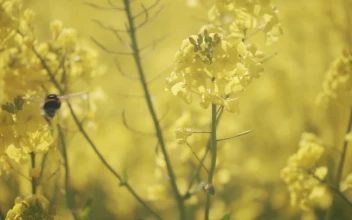 Stock Video Bumblebee On A Flower For PC