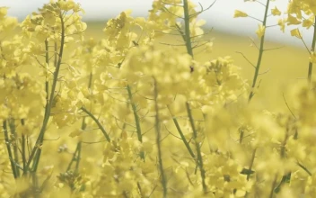 Stock Video Bumblebee Landing On A Crop Field For PC