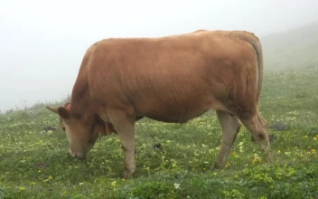 Stock Video Bull Grazing In A Valley With Fog For PC