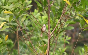 Stock Video Bulbul Lifting Its Wing For PC