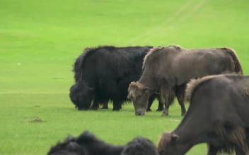 Stock Video Buffalos Grazing In A Green Valley For PC
