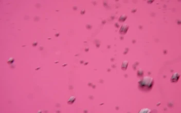 Stock Video Bubbles On A Pink Background For PC