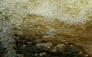 Stock Video Bubbles Across The Surface For PC
