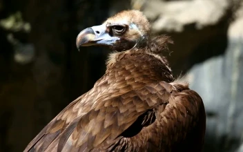 Stock Video Brown Vulture In The Wild For PC