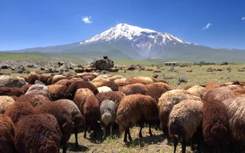 Stock Video Brown Sheep Herd With A Snowy Mountain In The Background For PC